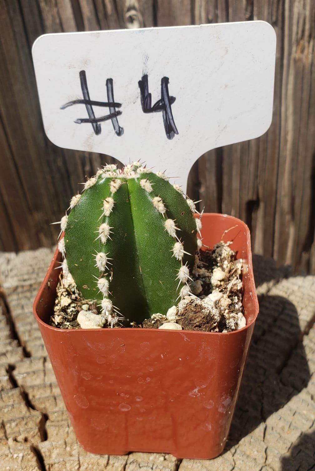 #4-Cactus - Small - Exact Type-The Succulent Source
