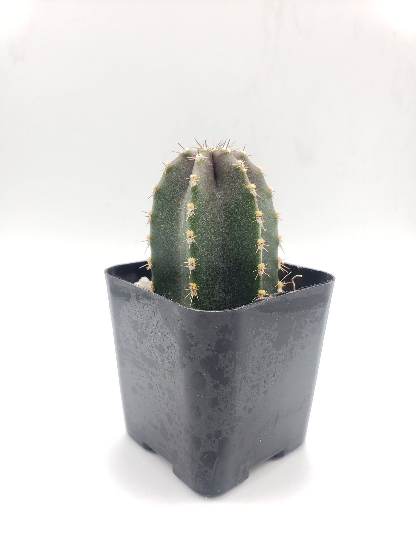 #4C Pachycereus marginatus Mexican Fence Post 2"-Cactus - Small - Exact Type-The Succulent Source