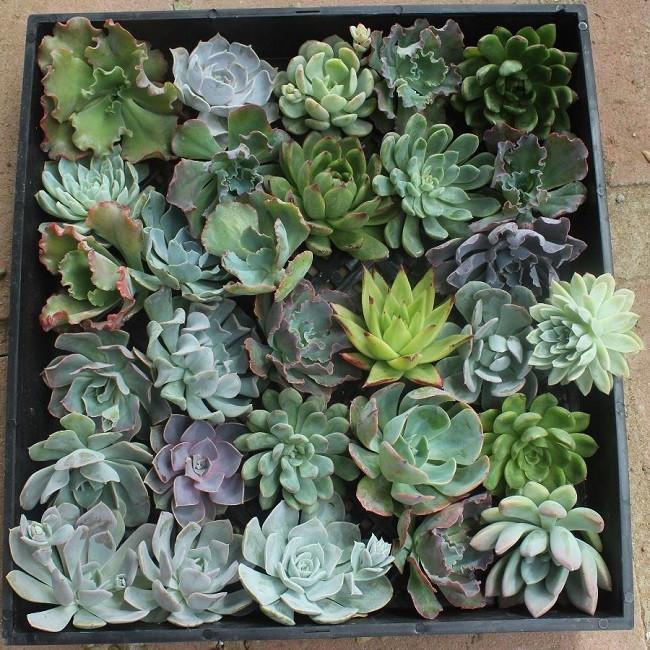 succulents with rosettes Wedding Succulent Cuttings for Bouquets DIY Decor