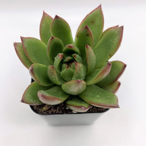 red and green striped succulent #50 Echeveria Agavoides Red Tips