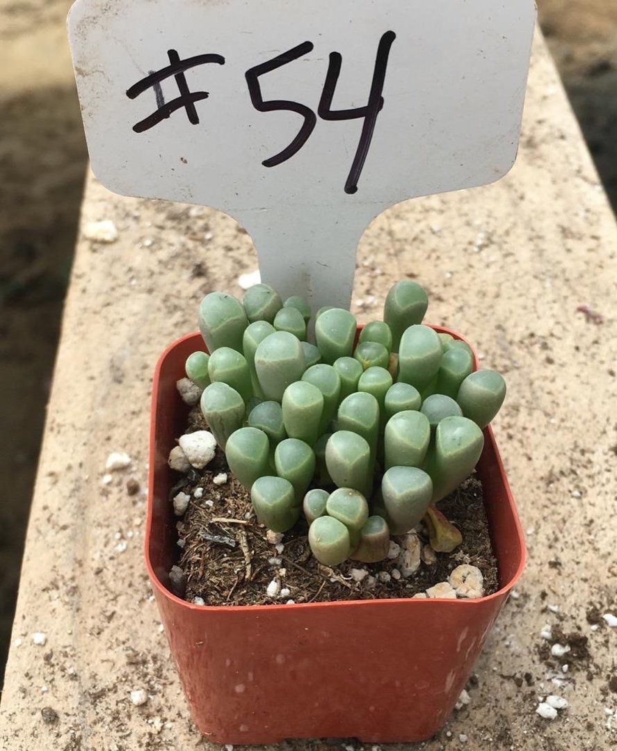 succulent that looks like toes #54 Fenestraria Rhopalophylla Baby Toes