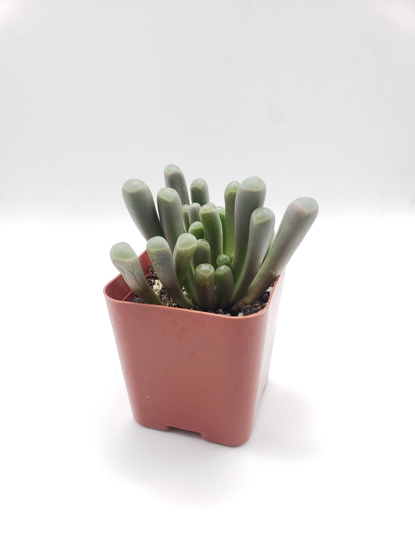 #54 Fenestraria Rhopalophylla "Baby Toes"-Succulent - Small - Exact 2in Type-The Succulent Source