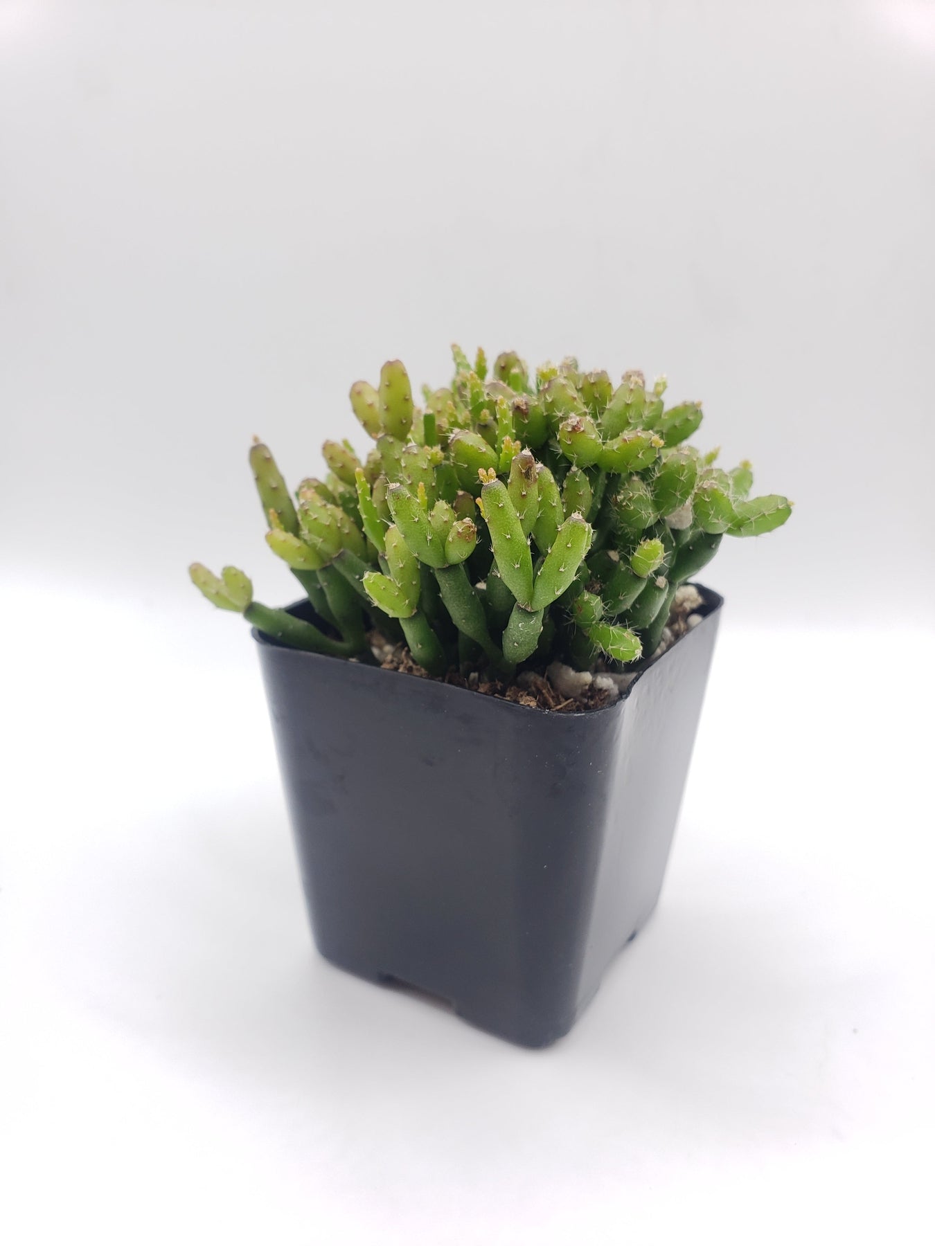 #55 Rhipsalis Hatiora Salicomioides "Dancing Bones"-Succulent - Small - Exact 2in Type-The Succulent Source