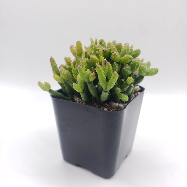 bones succulent #55 Rhipsalis Hatiora Salicomioides Dancing Bones