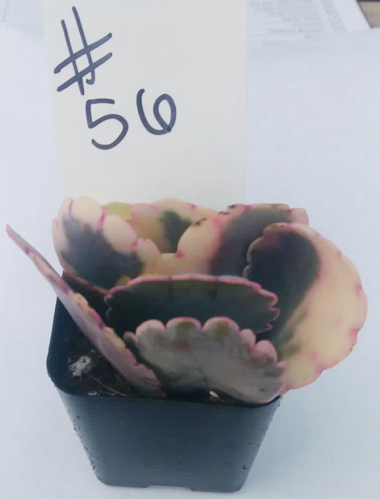 variegated kalanchoe succulent #56 Variegated Kalanchoe