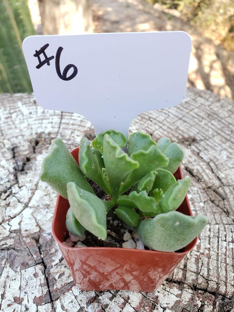 key lime succulent bloom #6 Adromischus Cristatus Key Lime Pie