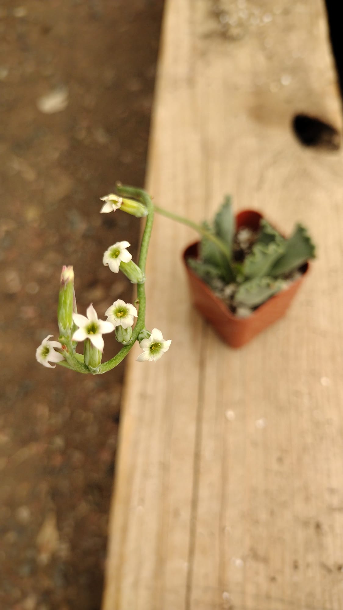#6 Adromischus Cristatus Key Lime Pie-Succulent - Small - Exact 2in Type-The Succulent Source
