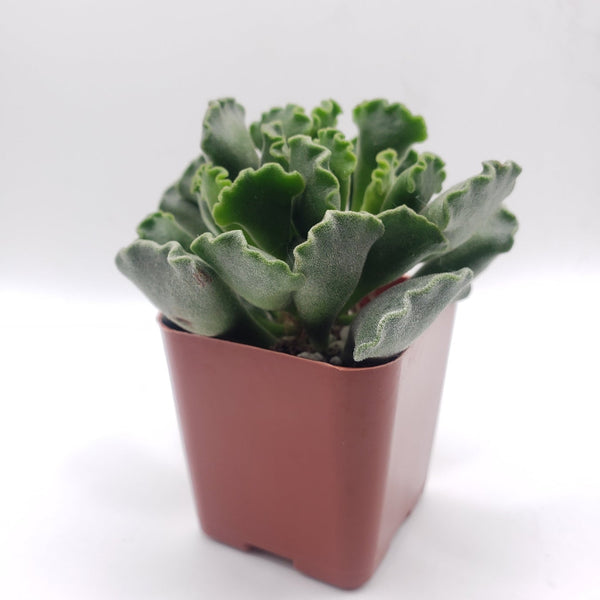 lime green succulent #6 Adromischus Cristatus Key Lime Pie