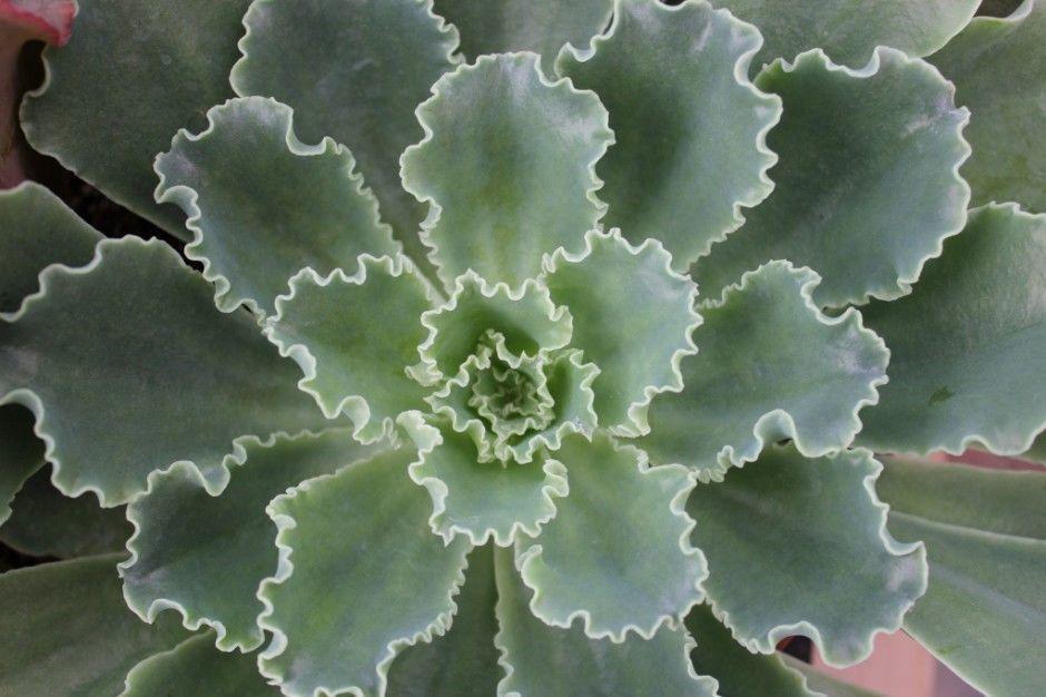 The Succulent Source Echeveria Succulent
