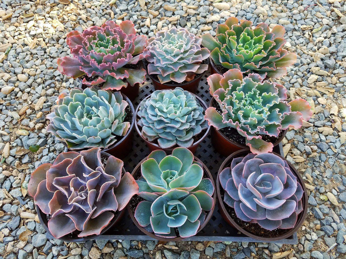 6" Echeveria Succulent Hybrid-Succulent - Medium-The Succulent Source