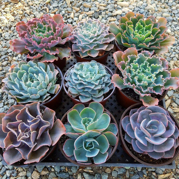 hybrid succulents 6" Echeveria Succulent Hybrid
