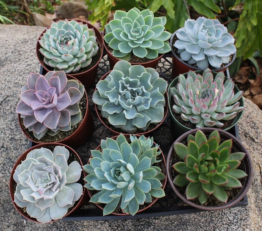 6" Echeverias Succulent bulk wholesale succulent prices at the succulent source - 1