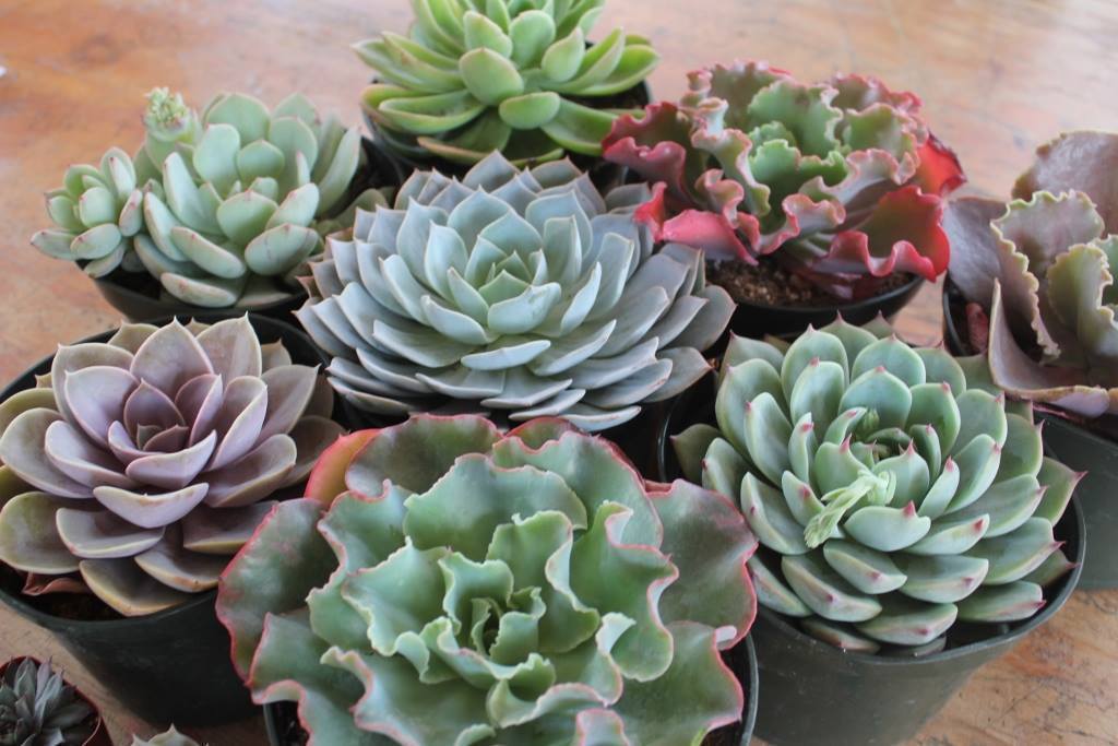 6" Echeverias Succulent bulk wholesale succulent prices at the succulent source - 2