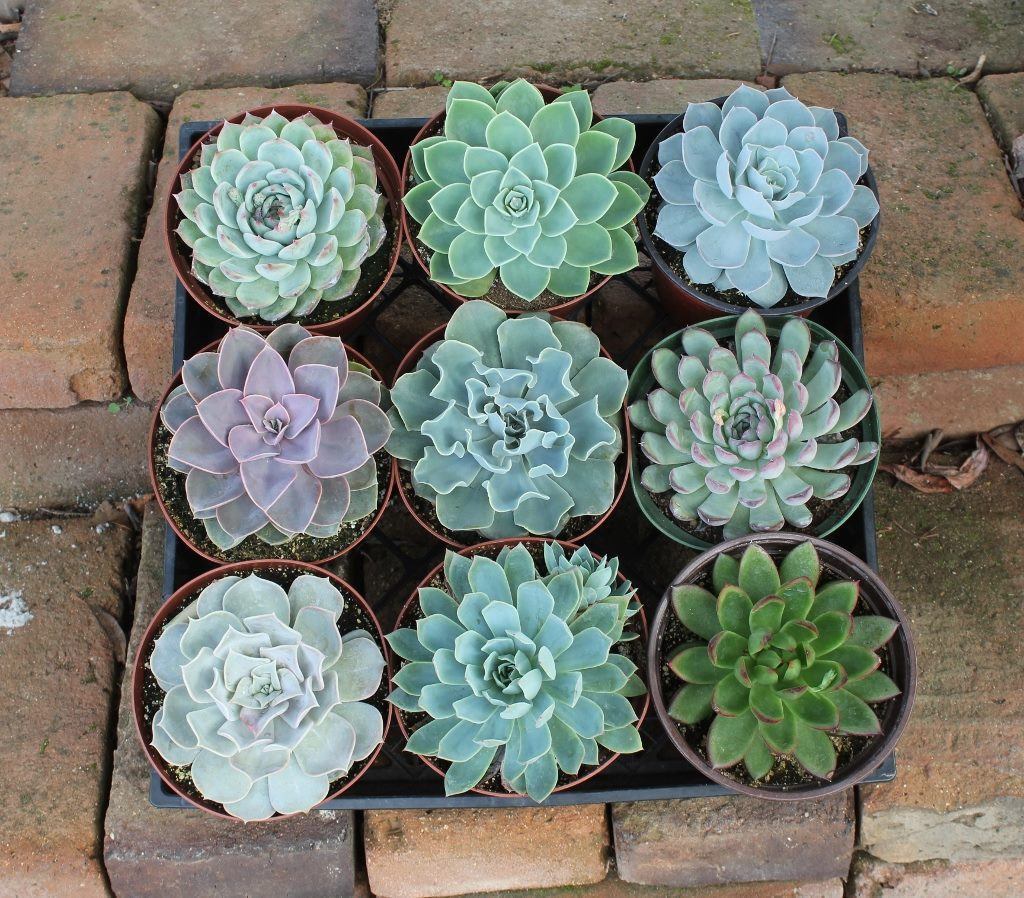 6" Echeverias Succulent bulk wholesale succulent prices at the succulent source - 3