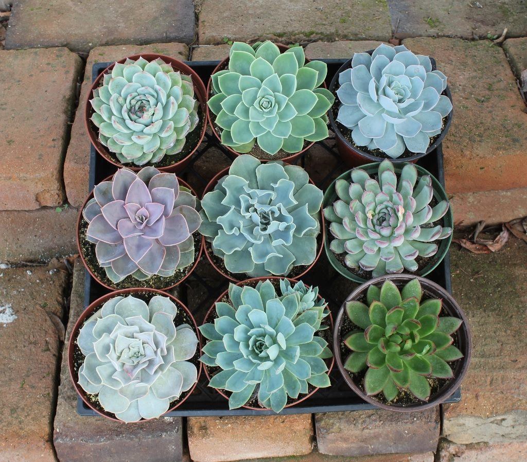 where to buy succulent plants near me 6" Echeveria Succulent