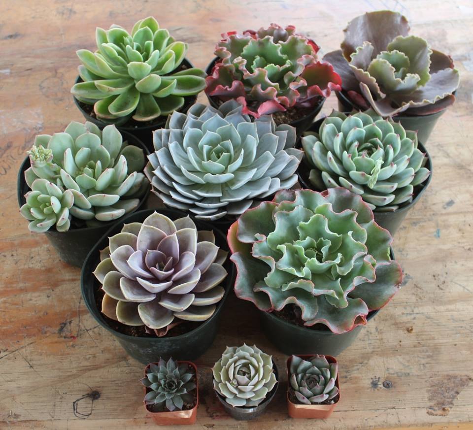 6" Echeverias Succulent bulk wholesale succulent prices at the succulent source - 4