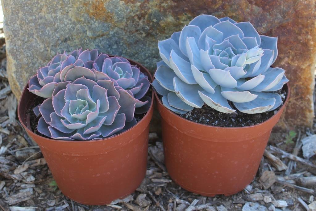 6" Echeverias Succulent bulk wholesale succulent prices at the succulent source - 5