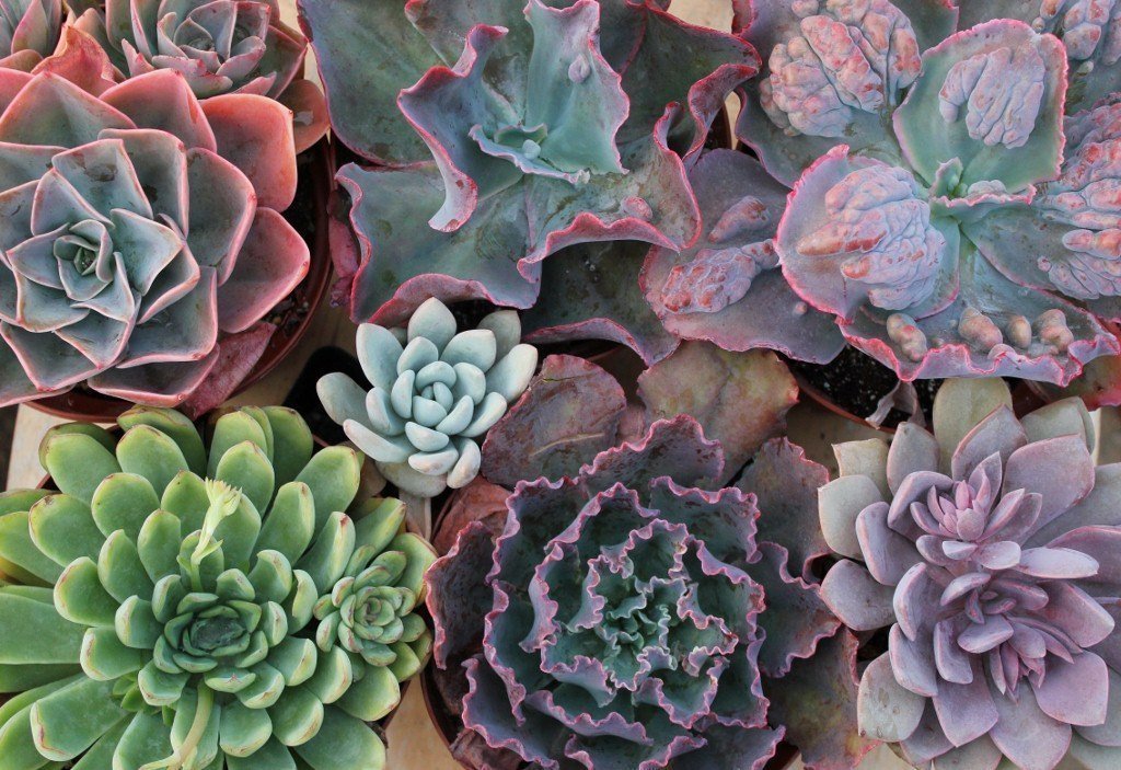 6" Echeverias Succulent bulk wholesale succulent prices at the succulent source - 7