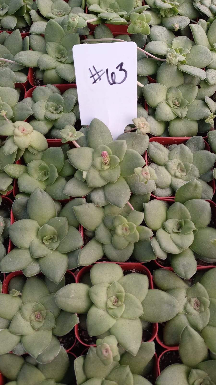 #63 Crassula orbicularis-Succulent - Small - Exact Type-The Succulent Source