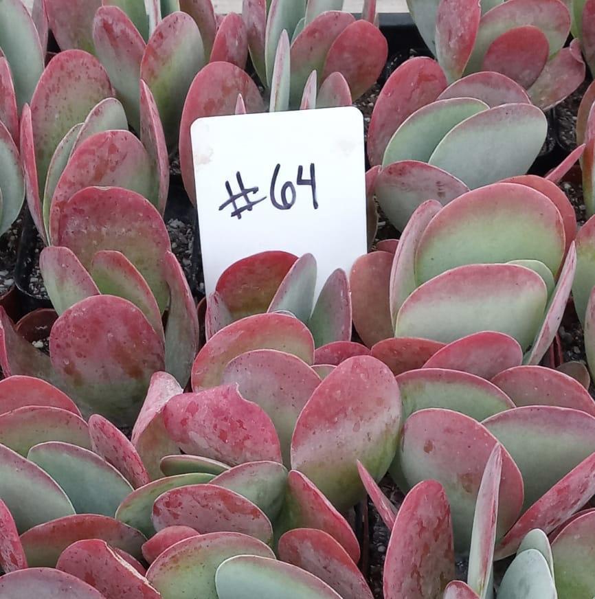 thyrsiflora succulent #64 Kalanchoe Thyrsiflora Flapjack
