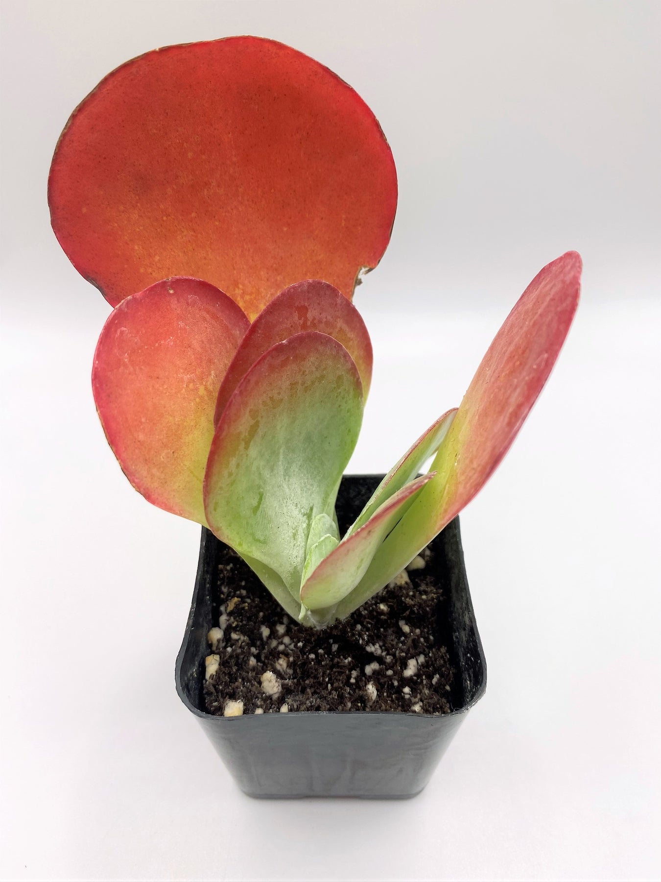 #64 Kalanchoe Thyrsiflora Flapjack-Succulent - Small - Exact 2in Type-The Succulent Source