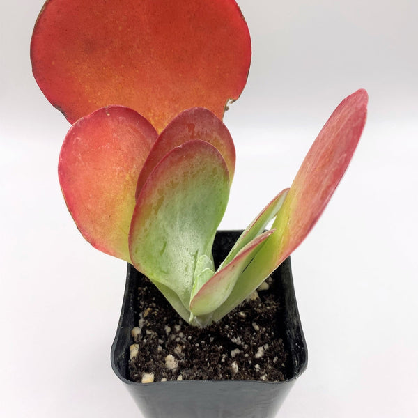 kalanchoe flapjacks succulent plant Kalanchoe Thyrsiflora Flapjack