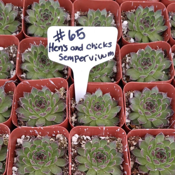 succulents box variegated sempervivum hen and chicks succulent for sale 65 Hens and Chicks