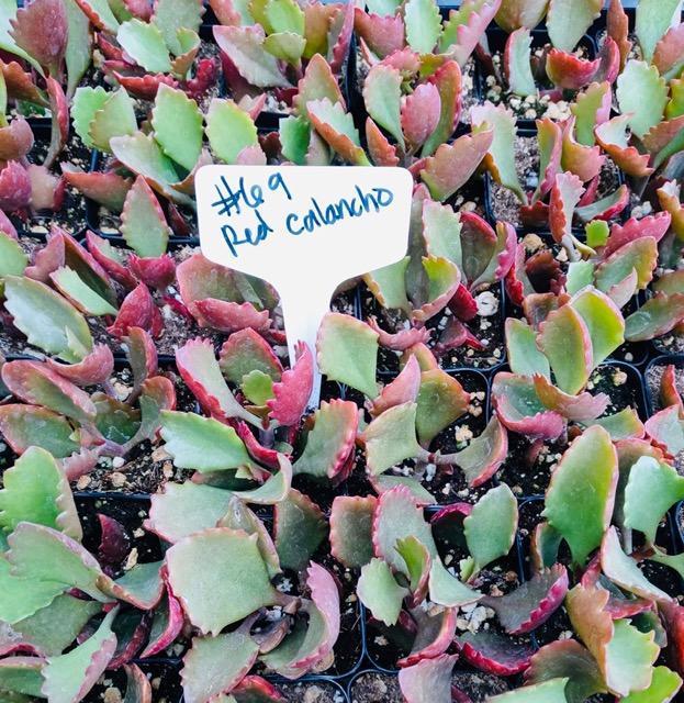 #69 Red Kalanchoe-Succulent - Small - Exact Type-The Succulent Source