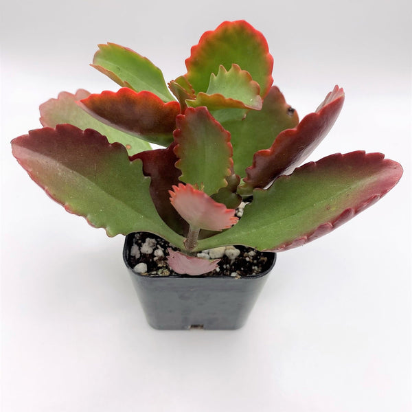 is a kalanchoe a succulent #69 Red Kalanchoe Succulent Plant