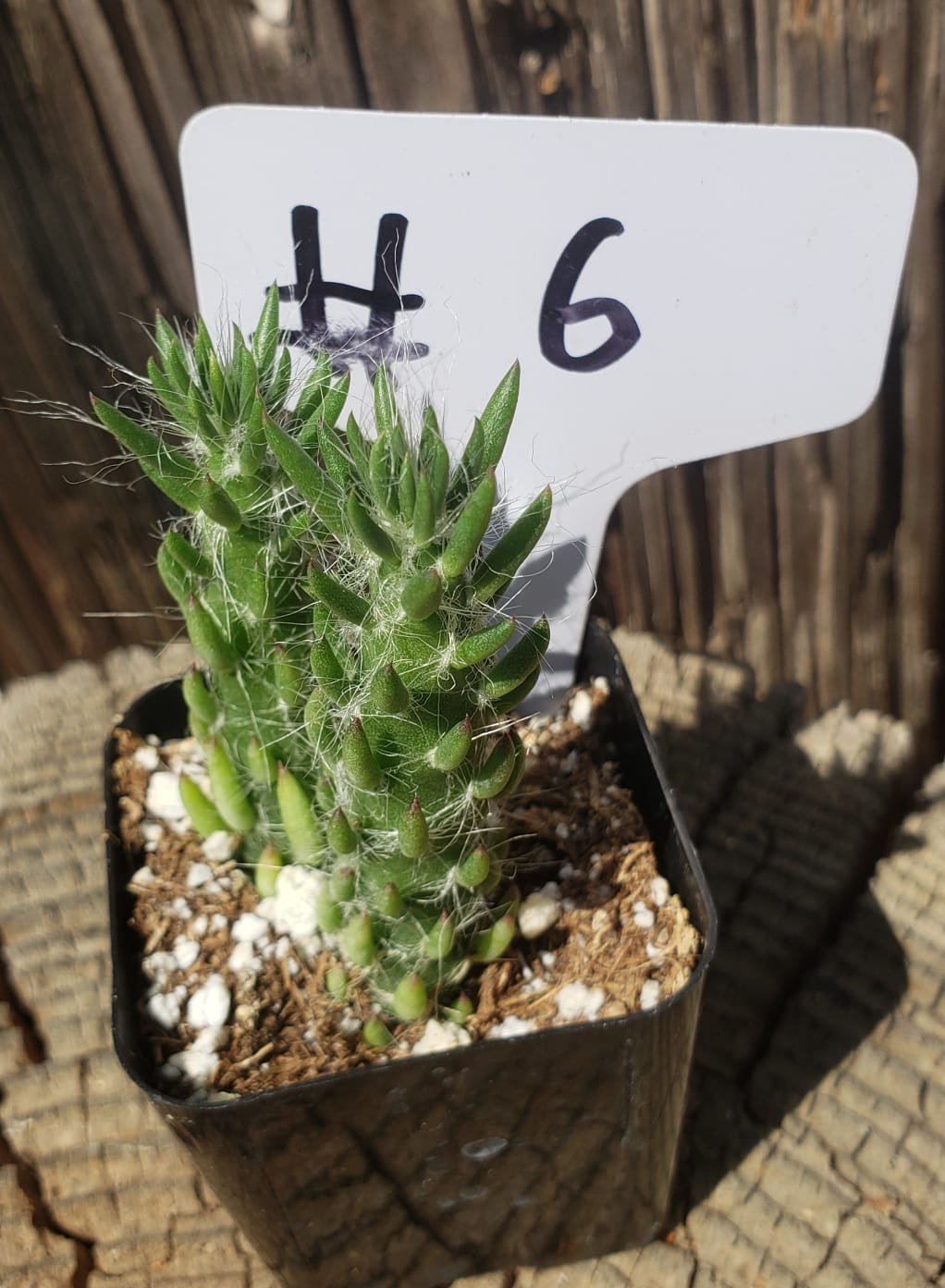 #6-Cactus - Small - Exact Type-The Succulent Source