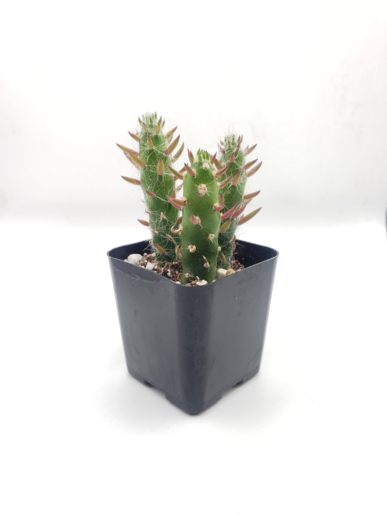 #6C Opuntia Eve's Needles 2"-Cactus - Small - Exact Type-The Succulent Source