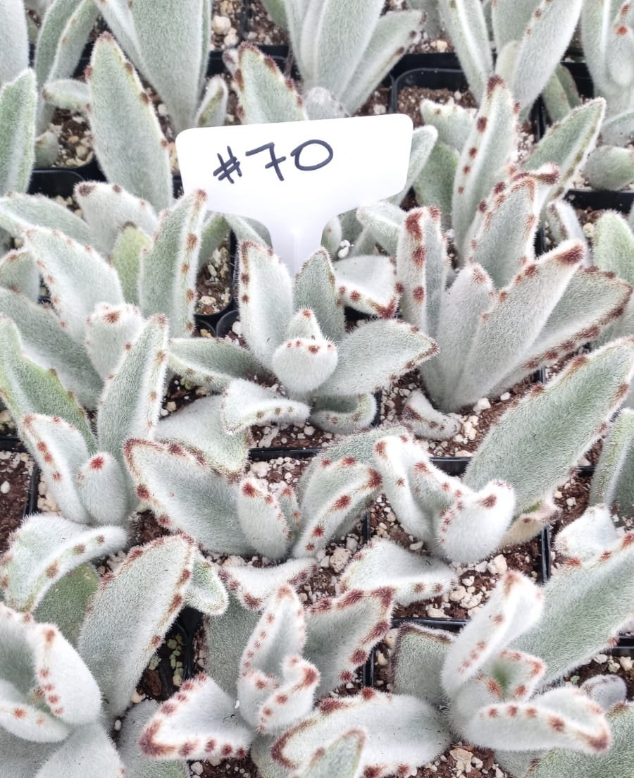white panda succulent #70 Kalanchoe Panda Ears