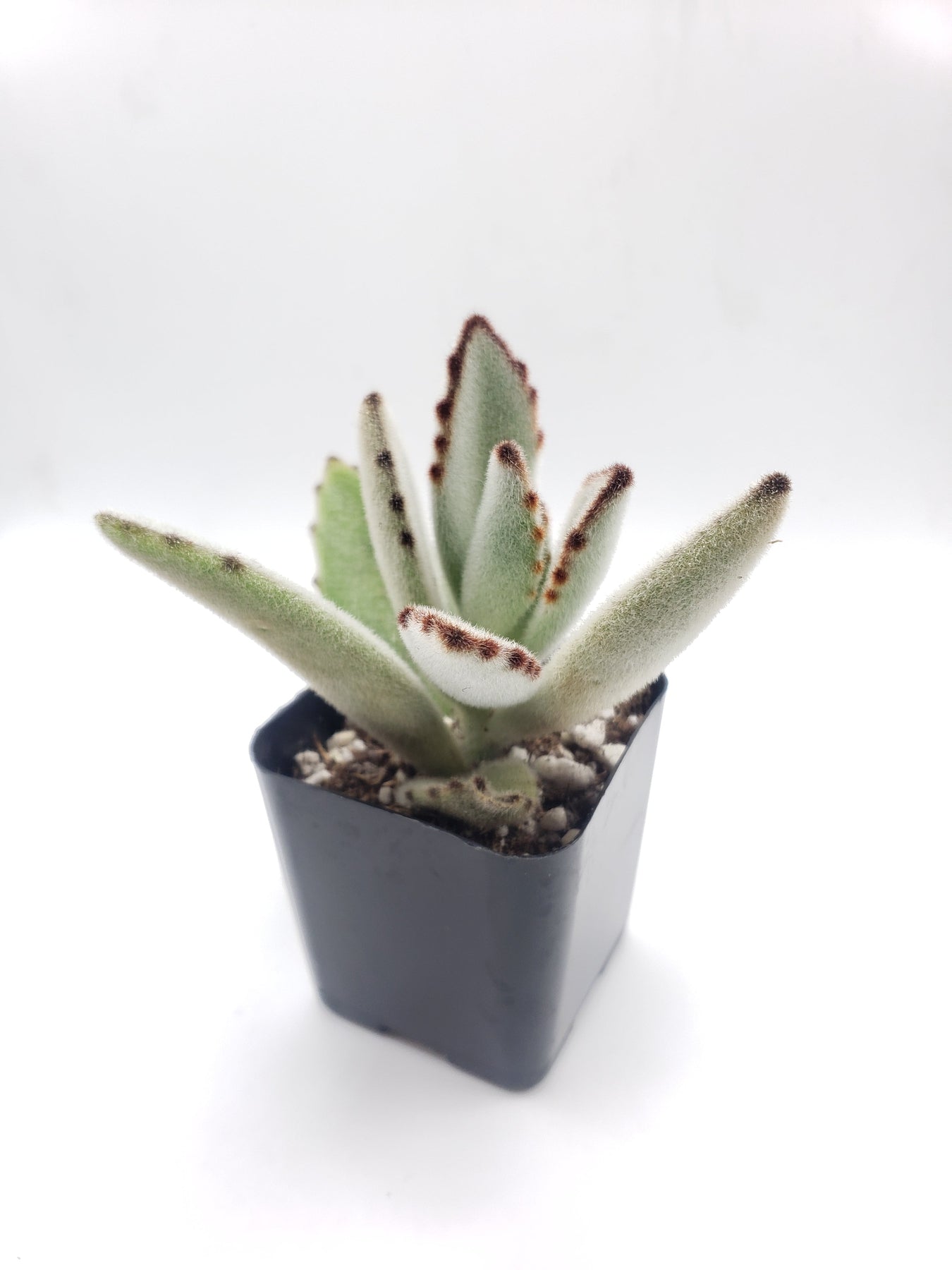 #70 Kalanchoe Panda Ears-Succulent - Small - Exact 2in Type-The Succulent Source