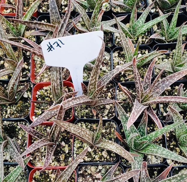 #71 Unnamed Succulent-Succulent - Small - Exact Type-The Succulent Source