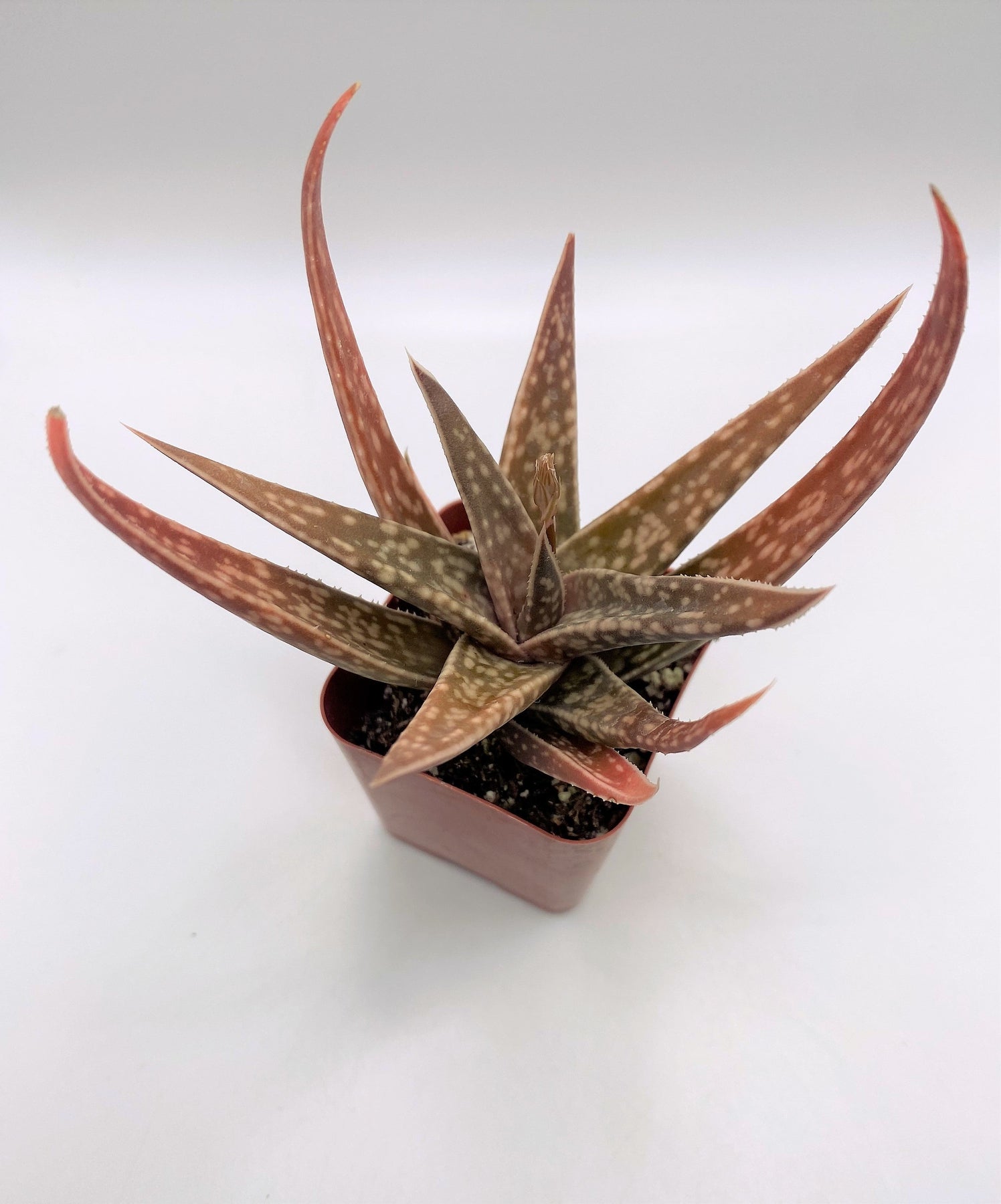 #71 Gasteria-Succulent - Small - Exact 2in Type-The Succulent Source