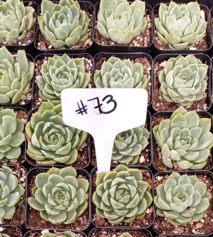 #73 Sea Glass Echeveria-Succulent - Small - Exact 2in Type-The Succulent Source