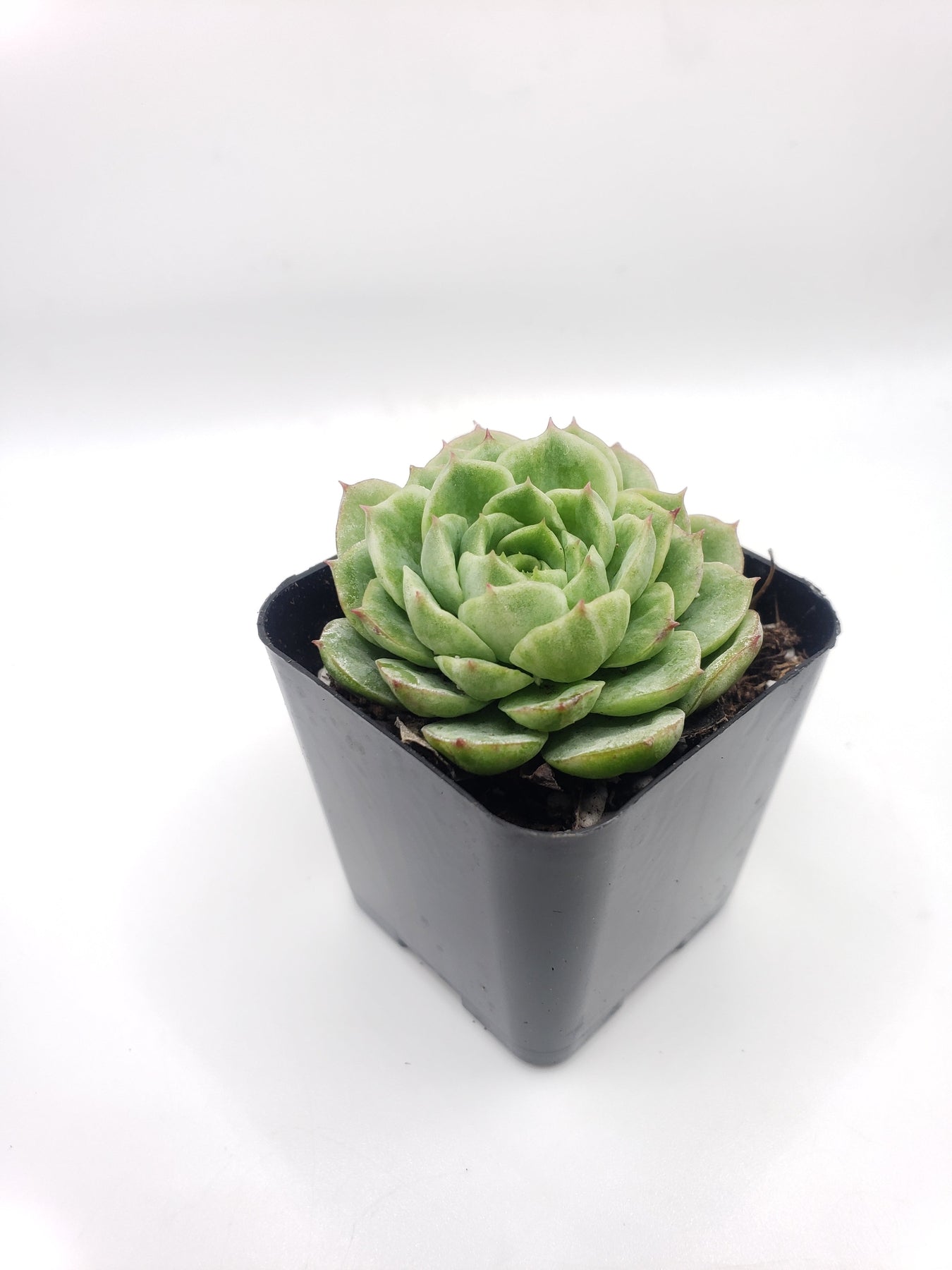#73 Sea Glass Echeveria-Succulent - Small - Exact 2in Type-The Succulent Source
