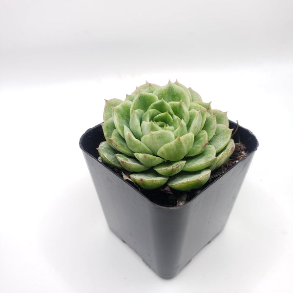 73 Sea Glass Echeveria