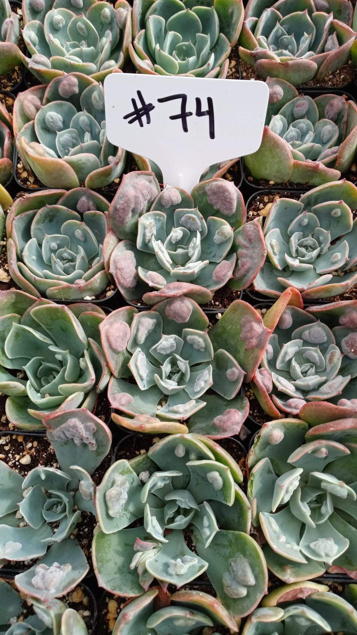 #74 Raindrop Echeveria-Succulent - Small - Exact 2in Type-The Succulent Source
