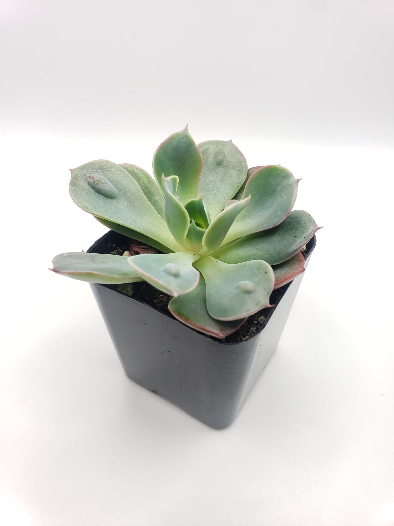 #74 Raindrop Echeveria-Succulent - Small - Exact 2in Type-The Succulent Source