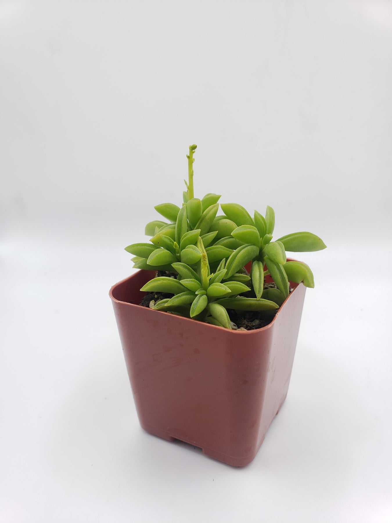 #78 Peperomia Axillaries-Succulent - Small - Exact 2in Type-The Succulent Source