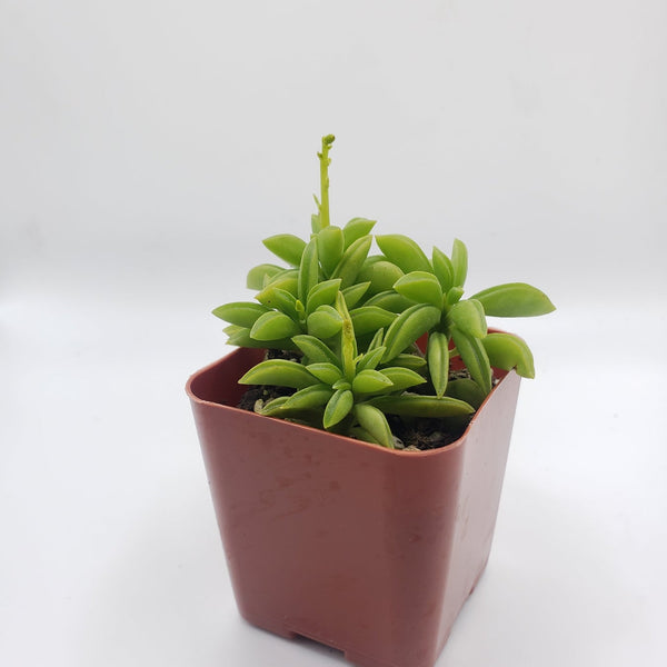 #78 Peperomia Axillaries