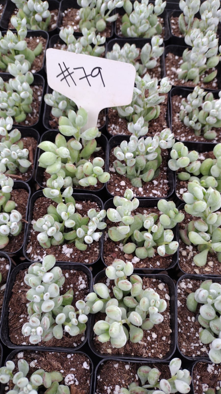 #79 Cotyledon Pendens-Succulent - Small - Exact 2in Type-The Succulent Source