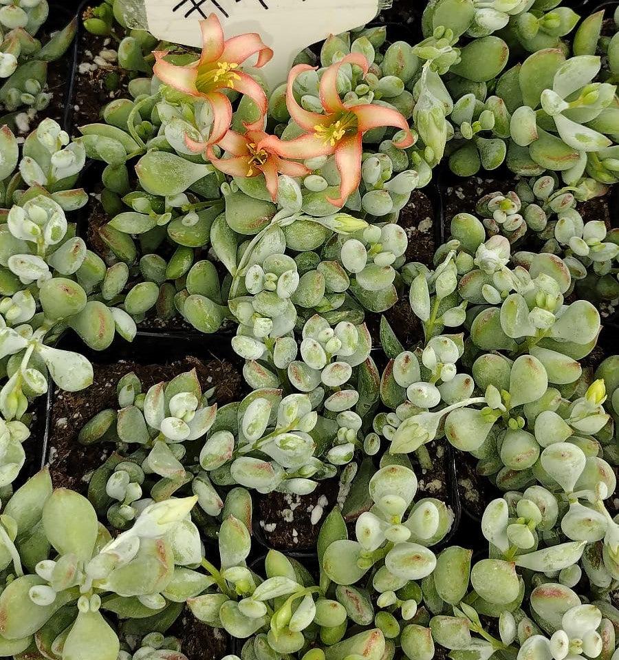 #79 Cotyledon Pendens-Succulent - Small - Exact 2in Type-The Succulent Source
