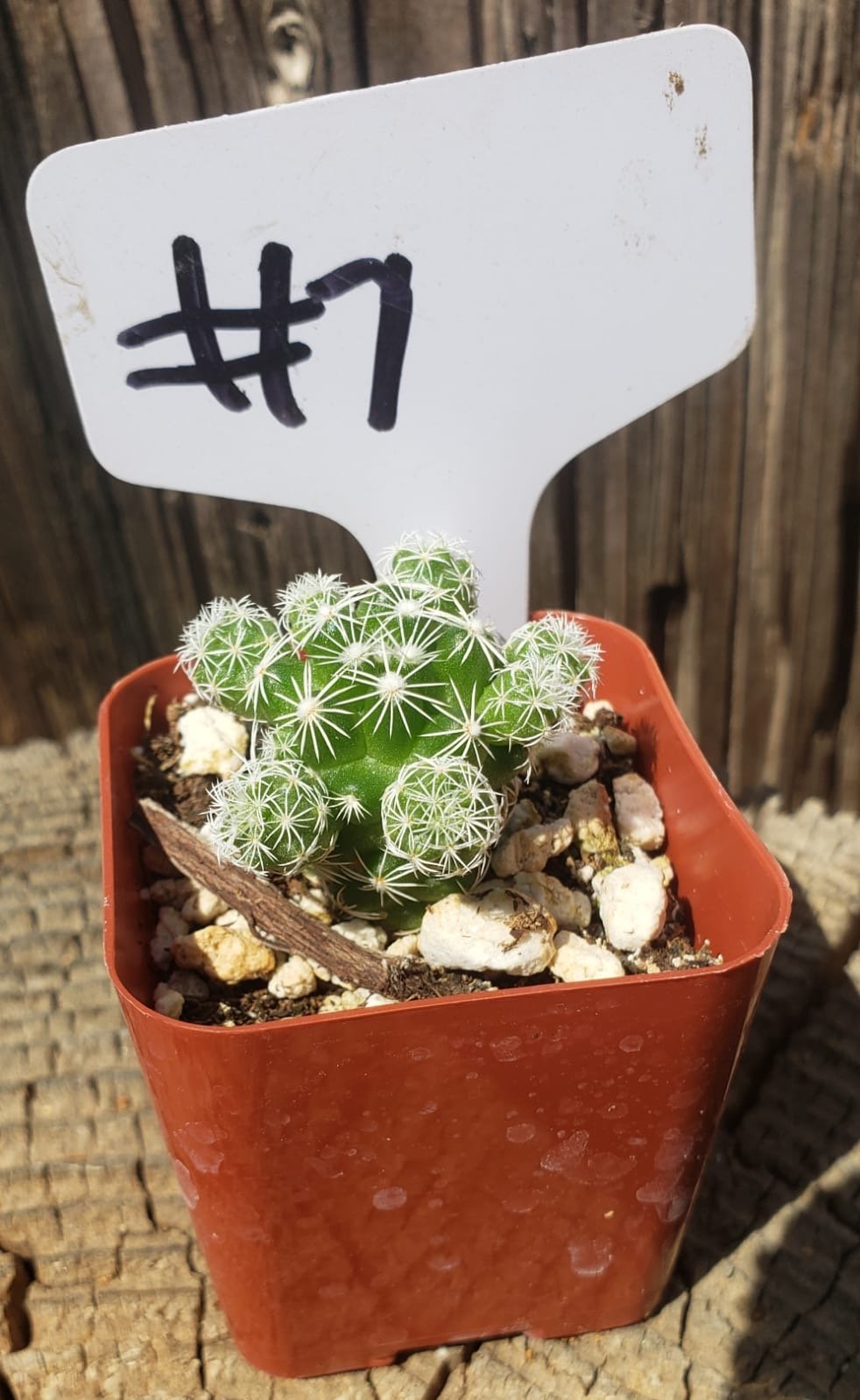 thimble succulent Cactus Mammilaria Gracilis fragilis pencil eraser in 2" Container