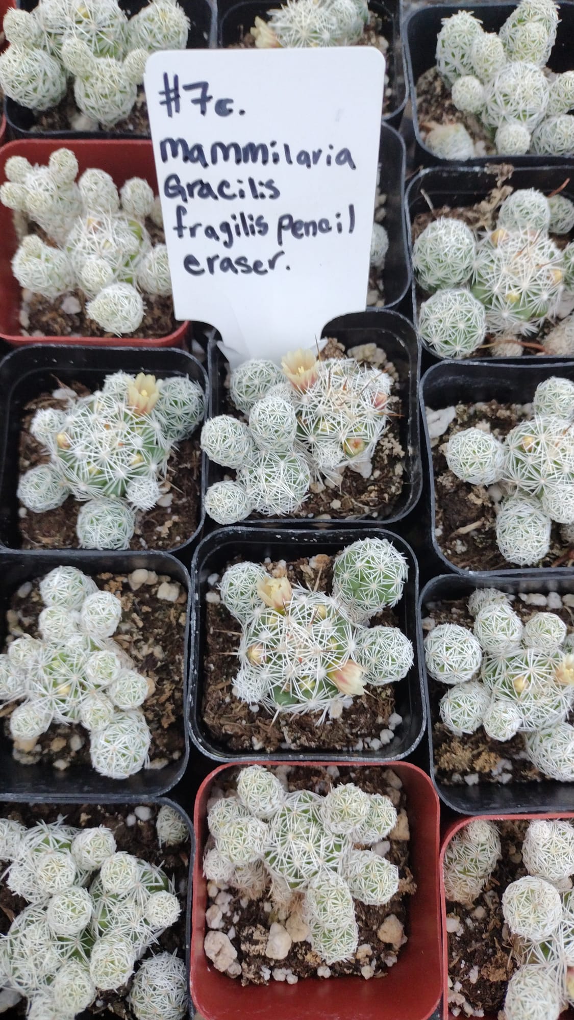#7C Mammilaria Gracilis fragilis pencil eraser 2"-Cactus - Small - Exact Type-The Succulent Source