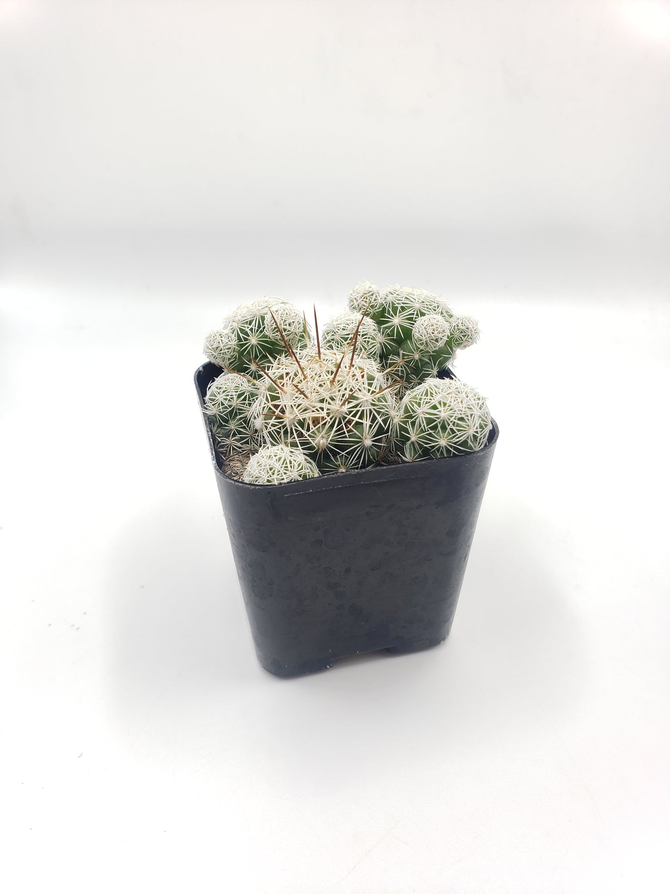 #7C Mammilaria Gracilis fragilis pencil eraser 2"-Cactus - Small - Exact Type-The Succulent Source