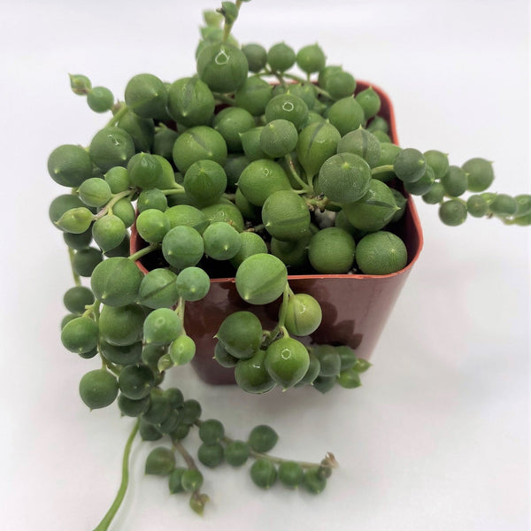 #8 Senecio String of Pearls Succulent Plant