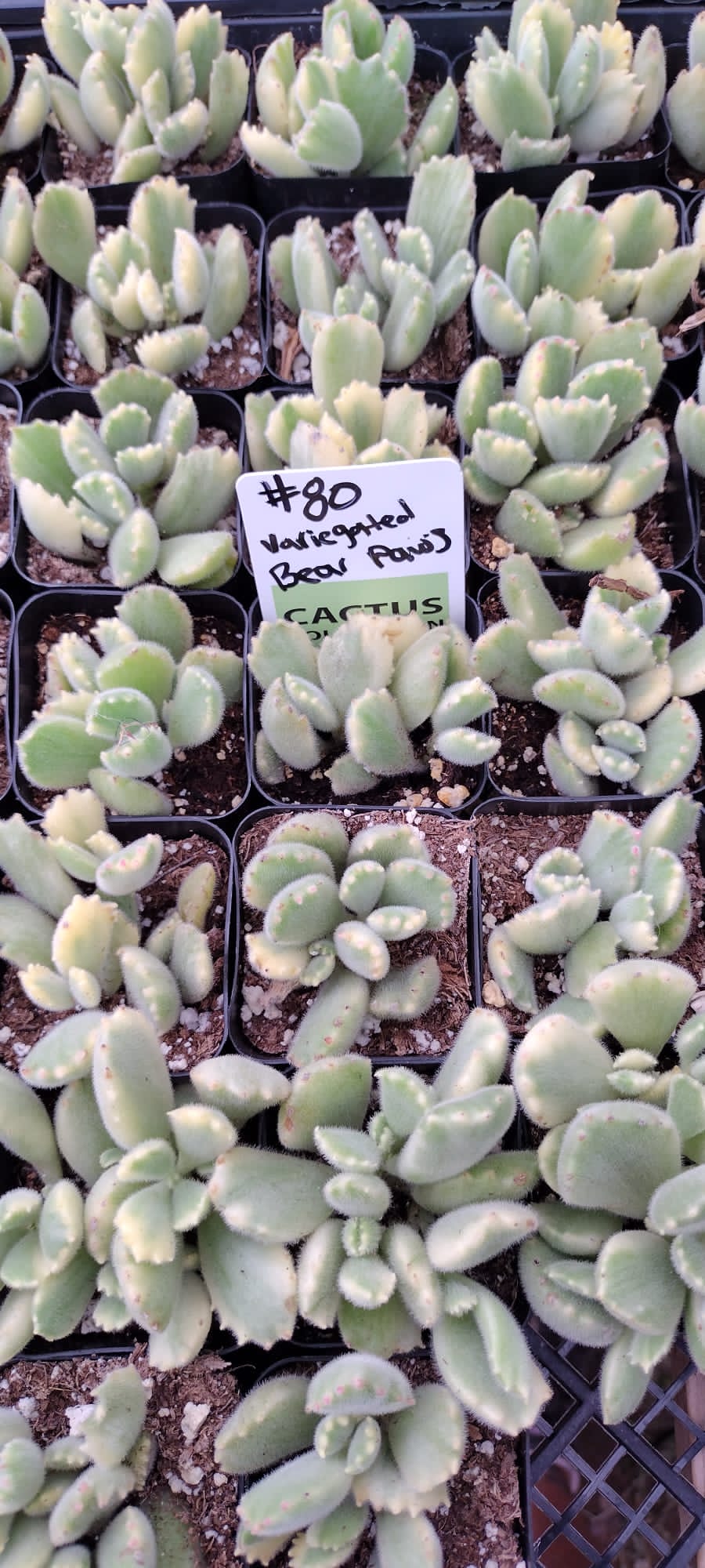bear foot succulent #80 Bear Paws Variegated