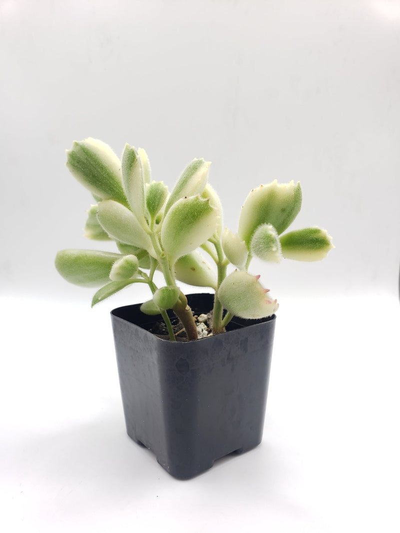 #80 Bear Paws Variegated